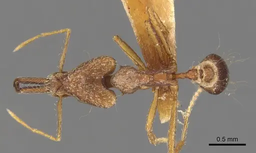 Strumigenys precava - CASENT0900441