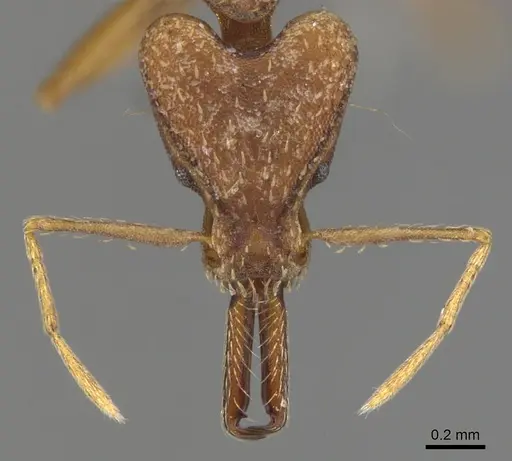 Strumigenys precava - CASENT0900441