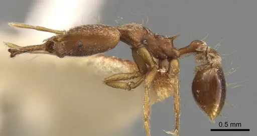 Strumigenys precava - CASENT0900441