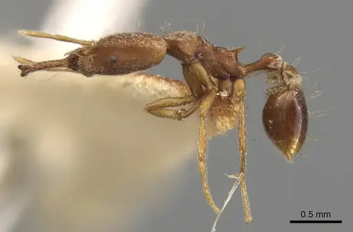 Strumigenys precava - CASENT0900441