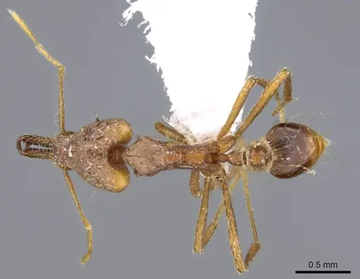 Strumigenys precava - CASENT0914750