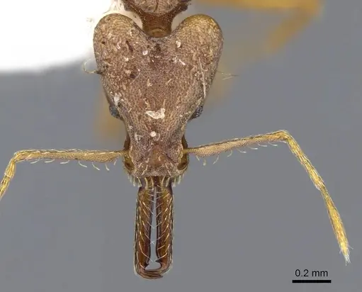 Strumigenys precava - CASENT0914750