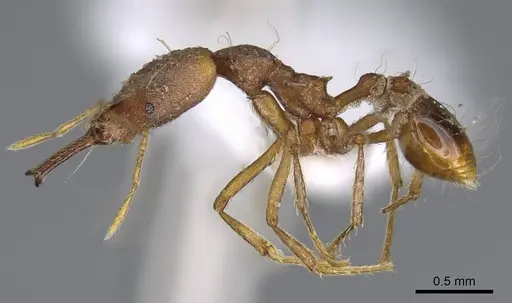 Strumigenys precava - CASENT0914750