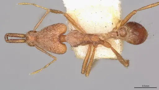 Strumigenys precava - CASENT4036105