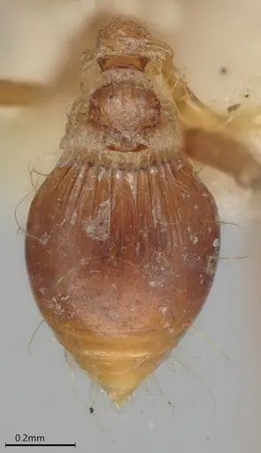 Strumigenys precava - CASENT4036105