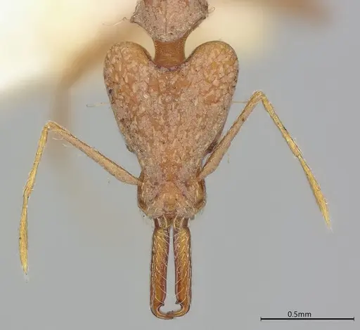 Strumigenys precava - CASENT4036105