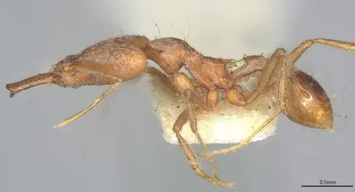 Strumigenys precava - CASENT4036105