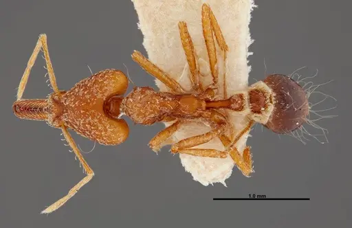 Strumigenys precava - FMNHINS0000057158