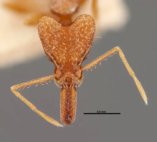 Strumigenys precava - FMNHINS0000057158