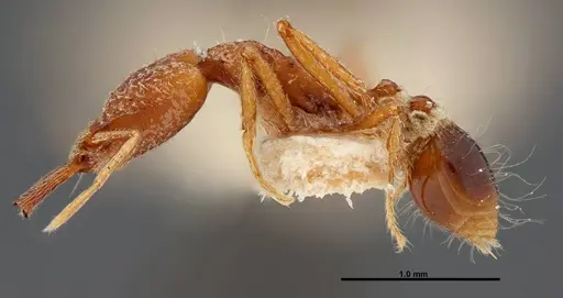 Strumigenys precava - FMNHINS0000057158