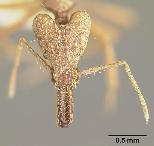 Strumigenys precava - INBIOCRI001283750