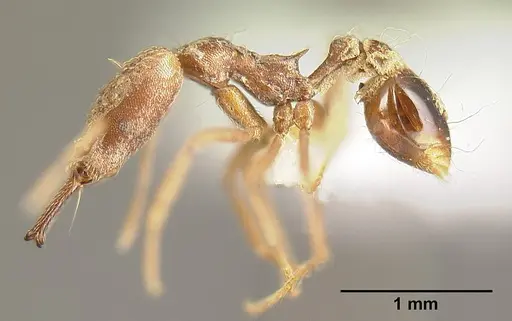 Strumigenys precava - INBIOCRI001283750