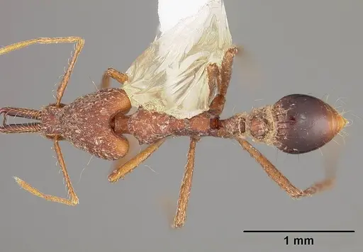 Strumigenys precava - USNMENT00441682