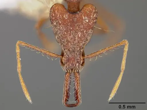 Strumigenys precava - USNMENT00441682