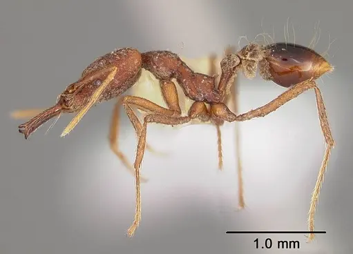 Strumigenys precava - USNMENT00441682