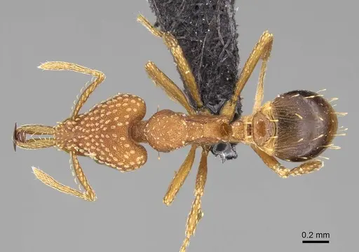 Strumigenys pretoriae specimen