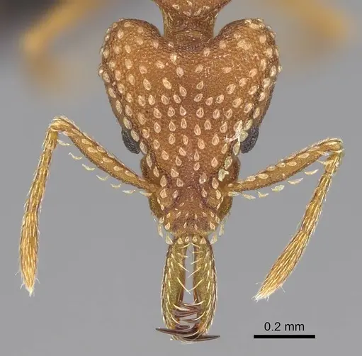 Strumigenys pretoriae specimen