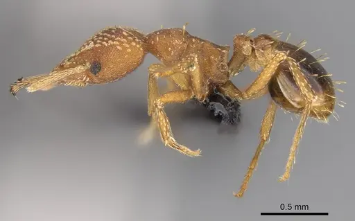 Strumigenys pretoriae specimen