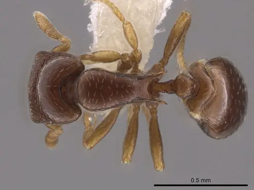 Strumigenys prex specimen