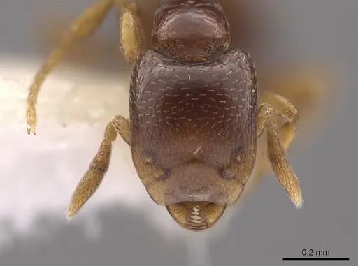 Strumigenys prex specimen