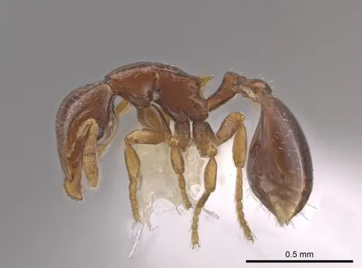 Strumigenys prex specimen