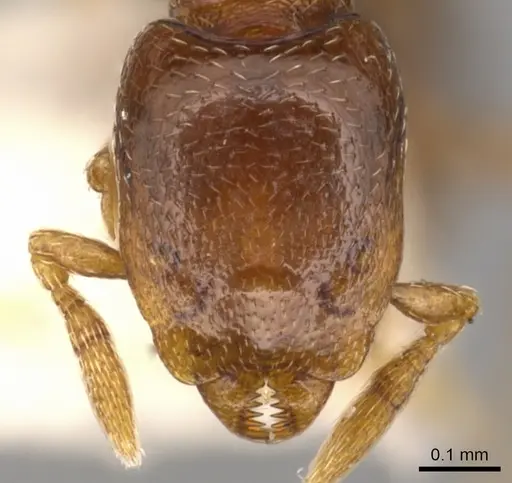 Strumigenys prex - CASENT0900209