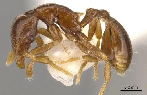 Strumigenys prex - CASENT0900209