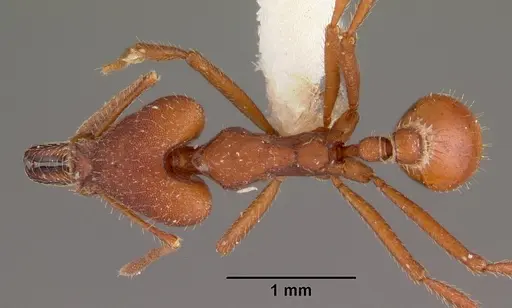 Strumigenys princeps specimen