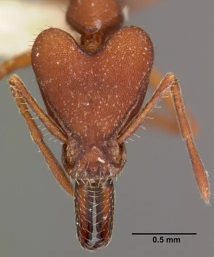 Strumigenys princeps specimen