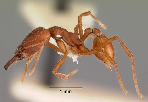 Strumigenys princeps specimen