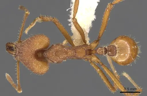 Strumigenys princeps - CASENT0900443