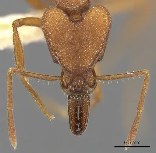 Strumigenys princeps - CASENT0900443