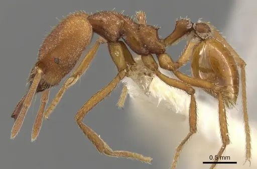 Strumigenys princeps - CASENT0900443