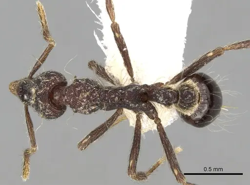 Strumigenys probatrix specimen