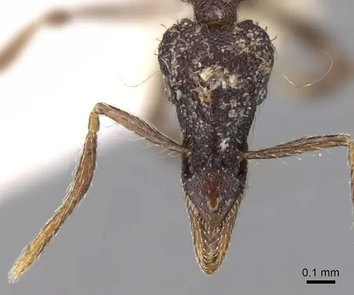 Strumigenys probatrix specimen