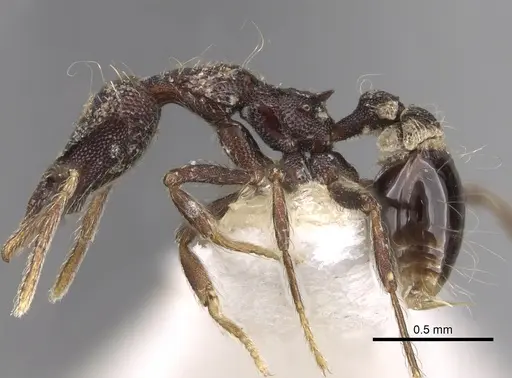 Strumigenys probatrix specimen