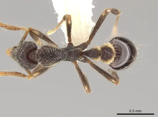 Strumigenys probatrix - CASENT0640422