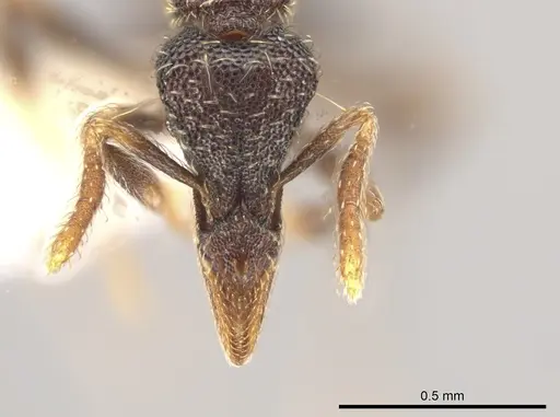 Strumigenys probatrix - CASENT0640422