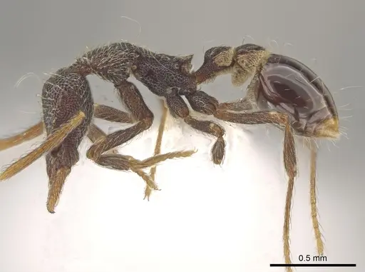 Strumigenys probatrix - CASENT0640422