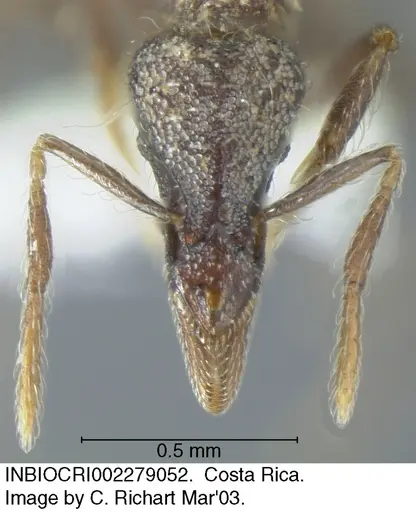 Strumigenys probatrix - INBIOCRI002279052