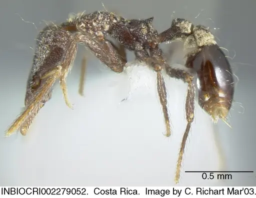 Strumigenys probatrix - INBIOCRI002279052