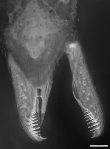 Strumigenys probatrix - MZSPHYM0140223
