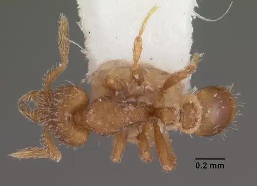 Strumigenys propinqua specimen