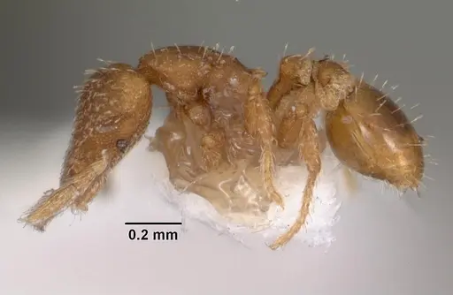 Strumigenys propinqua specimen