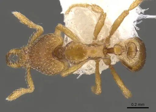 Strumigenys prosopis specimen