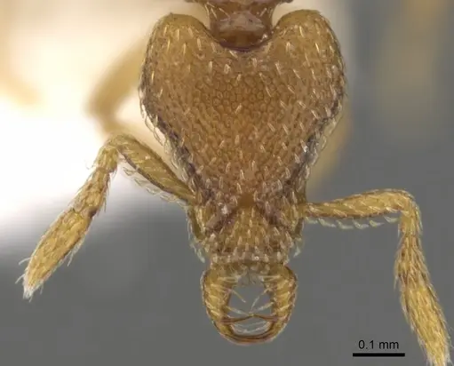 Strumigenys prosopis specimen