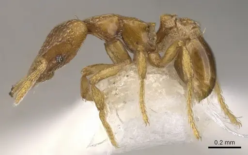 Strumigenys prosopis specimen