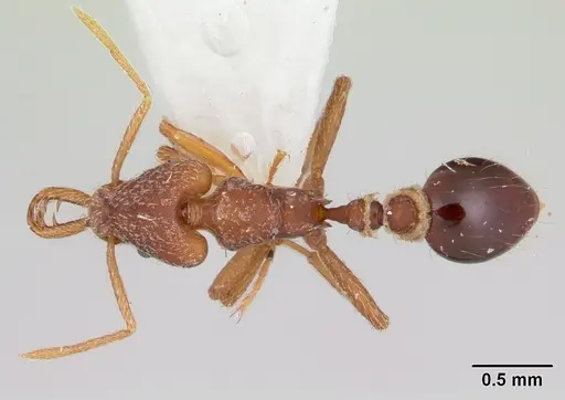 Strumigenys prospiciens specimen