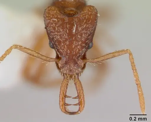 Strumigenys prospiciens specimen