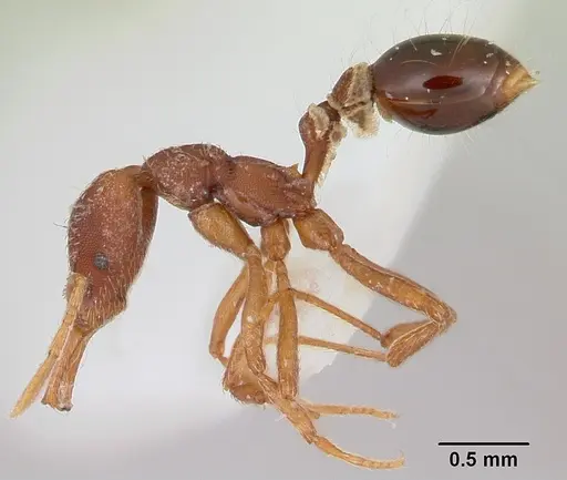 Strumigenys prospiciens specimen